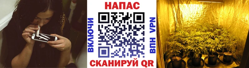Бошки марихуана VHQ  Калач 